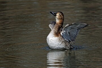 Female common pochard, Aythya ferina