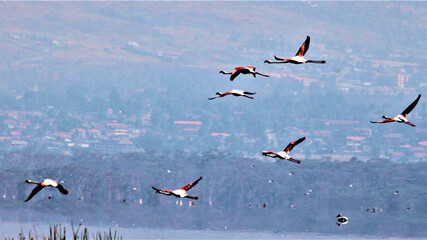 Flamingos in flight