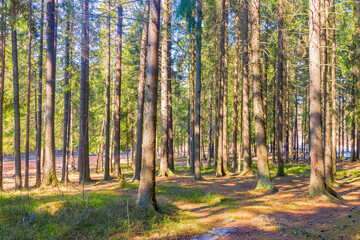 Fototapeta premium Walk through the spring coniferous forest on a sunny day outside the city.