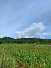 clouds over the field