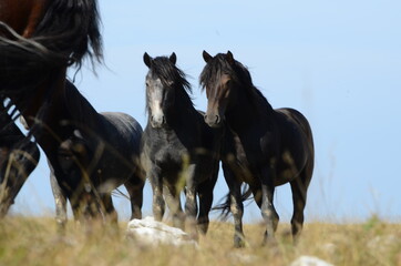 Naklejka na ściany i meble Livno,Bosnia and Herzegovina, horse, black horse, white horse, black and white horse, nature, beautiful horse,