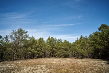 beautiful spring pine forest against the blue sky 