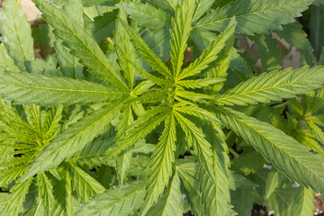 Autoflower Cannabis Plant