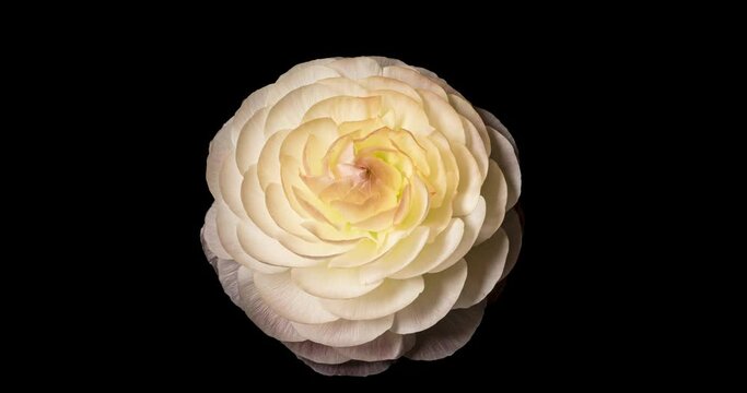 ラナンキュラスの開花