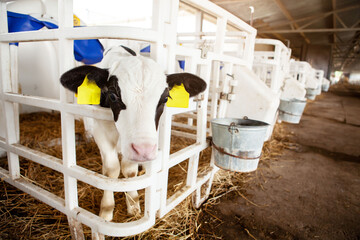 A cute black and white calf in a calf barn at a dairy farm. 