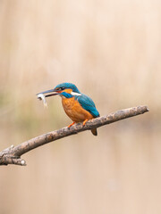Kingfisher with a fish on a branch