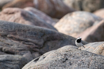 Small adorable songbird white wagtail, Motacilla alba standing on a granite rock in Estonian nature