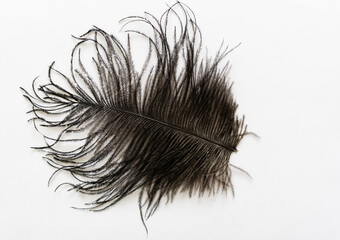 feather on white, black ostrich feather.