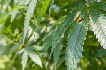 Ladybug Marijuana Leaf