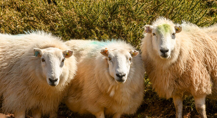Three ewes on a mountainside looking at the camera