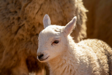 Portrait of a cute lamb. No people, Copy space.