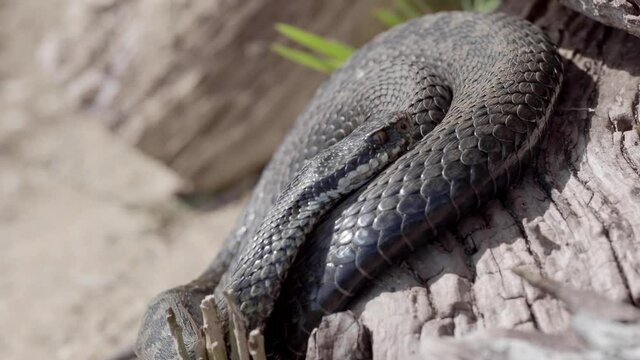 Adder Snake. Coiled up.