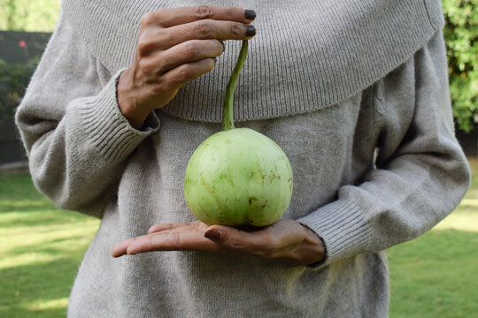 Female holding round bottlegourd vegetable in hand. Indian asian sphere shaped organic squash plucked