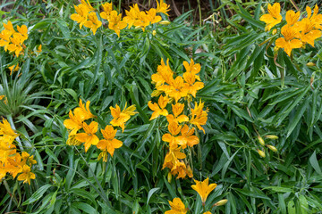 Yellow flowers in the garden
