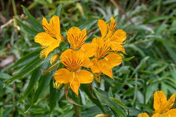 Orange flower in the garden