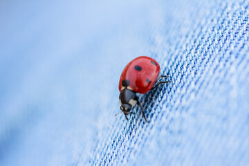 Close up of red ladybug on blue background. Stock photo, copy space