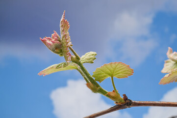 Bud break and emerging new growth on a grapevine.