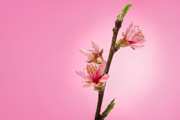 Peach blossom on prism pink background