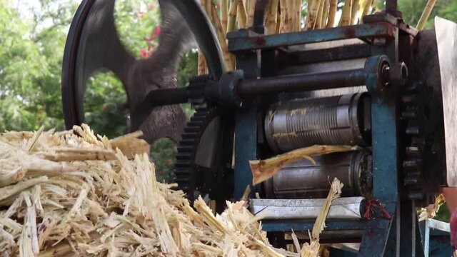 Sugarcane Being Squeezed Or Crushed Under Mechanical Vibrating Juicer Machine. Extracting Ganne Ka Juice Brazilian Garapa Or Guarapa Drink By Inserting And Releasing Bagasse From Traditional Device