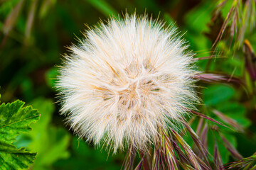 dandelion head