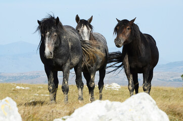 Fototapeta na wymiar Livno,Bosnia and Herzegovina, horse, black horse, white horse, black and white horse, nature, beautiful horse,