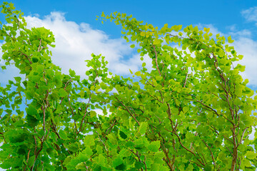 green leaves and blue sky