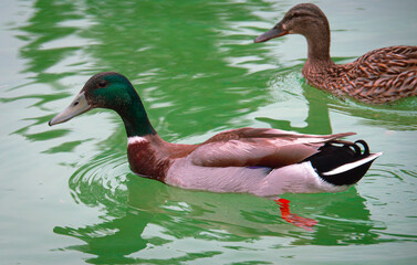 ducks in the water