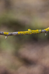 golden moss on branches in a mysterious forest.