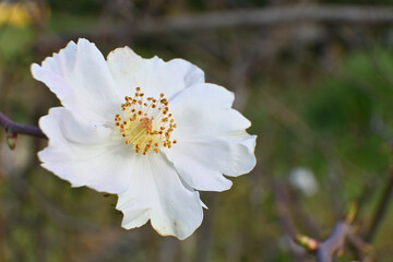 Rosa arvensis (field rose) flower close up.