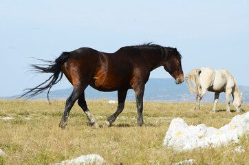 Naklejka na ściany i meble Livno,Bosnia and Herzegovina, horse, black horse, white horse, black and white horse, nature, beautiful horse,
