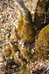 golden moss on branches in a mysterious forest.