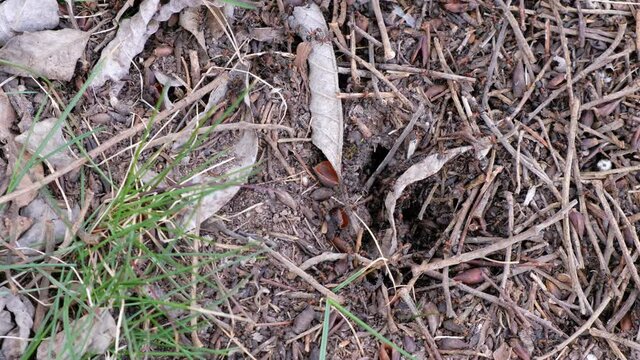 The beginning of the construction of the anthill. Spring in the woods.