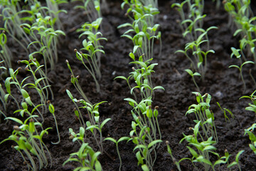 Many small green pepper sprouts in a seedling pot