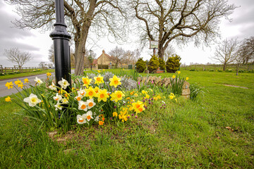 A village green with daffodils and a village sign in a pretty English location. in spring.
