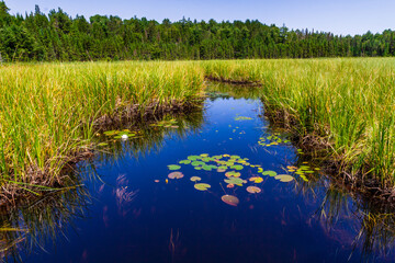  Marshland. Stream through the swamp. A creek through thick green vegetation in a wetland in Algonquin Provincial Park Ontario, Canada