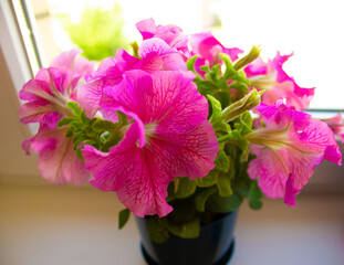 Bush of petunia flowers on a window on background. Concept image. Peaceful nature.