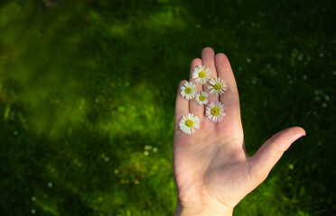 Spring and summer symbol. Beautiful female palm with white flowers on a background of green grass. Spring and summer concept.
