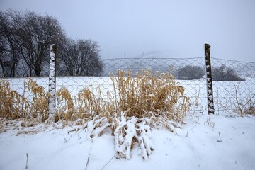 Old netting fence with yellow straw