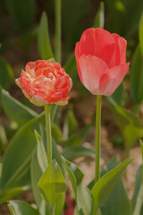 Naklejka premium red tulips in garden