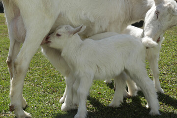 The goat's mom feeds her kid. Natural feeding of a small goat.