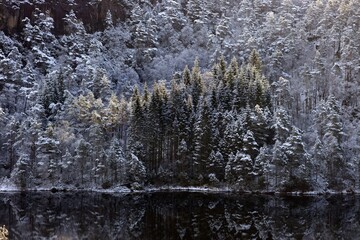 Stray light on a snow cowered pine wood