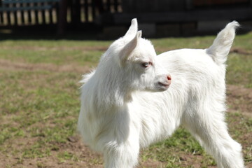 Naklejka na ściany i meble White baby goat sniffing green grass outside at an animal sanctuary, free for the first time, cute and adorable little goat