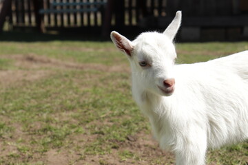 White baby goat sniffing green grass outside at an animal sanctuary, free for the first time, cute and adorable little goat