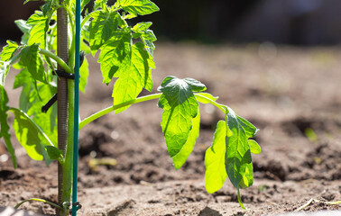 Young plant growing in sunlight, seeds growing in garden, new life, spring,baby tree,gardening,seeding concept