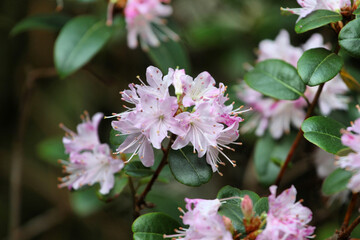 Lilac pink Rhododendron Racemosum in flower
