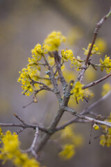 golden spring flowers on the tree.