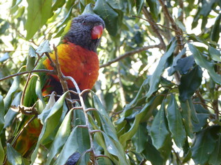 Rainbow Lorikeet in Australia