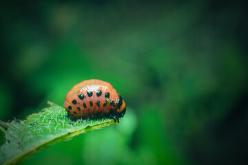 Colorado potato beetle larvae eats potato leaves, damaging agriculture