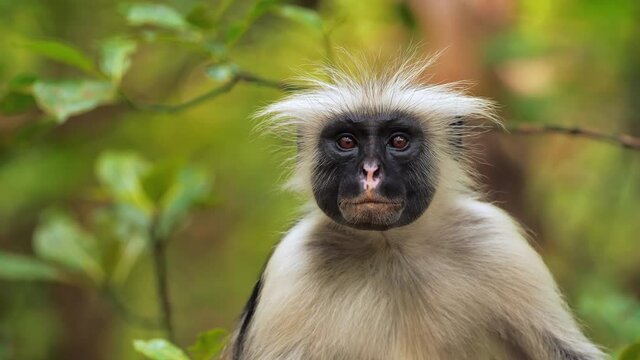 Great portrait of zanzibar red colobus monkey looking straight to camera. Exotic african primate sitting calmly on tree branch and watching at people in safari park. Concept of wildlife, nature.