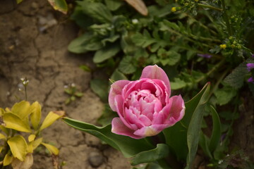 Armeria flower